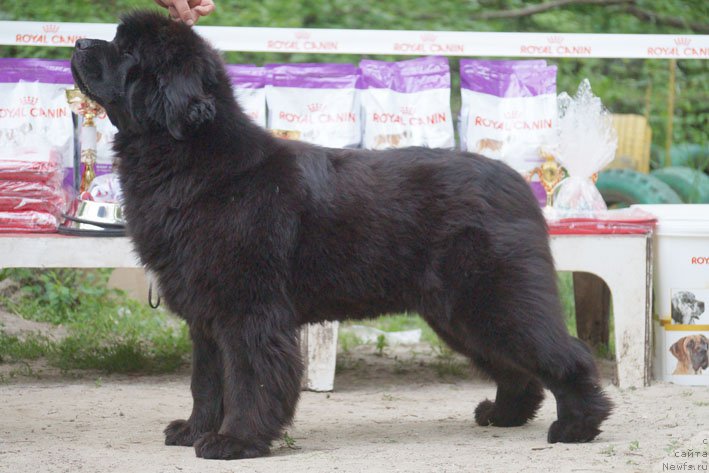 Фотография № 207248