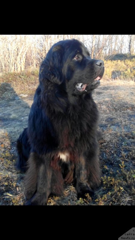 Фото: ньюфаундленд Белкондер-Клаб Ямайка Блю Маунтин (Belkonder-Club Jamaica Blue Mountin)