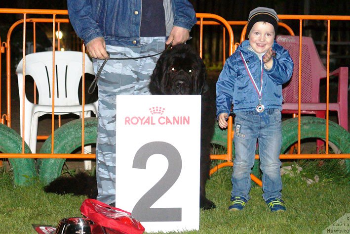 Фото: ньюфаундленд Сила с Берега Дона (Sila s Berega Dona)