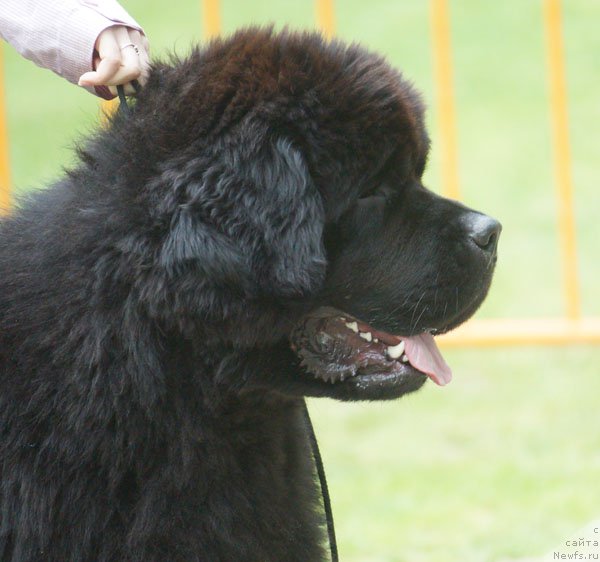 Фото: ньюфаундленд Амадей фон Байрон (Amadey fon Bayron)