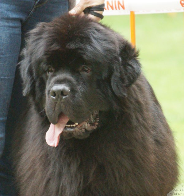 Фото: ньюфаундленд Top Winner Midnight Bear