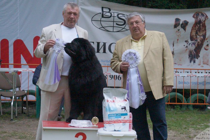 Фото: ньюфаундленд Жоржетта с Берега Дона (Zhorzhetta s Berega Dona)
