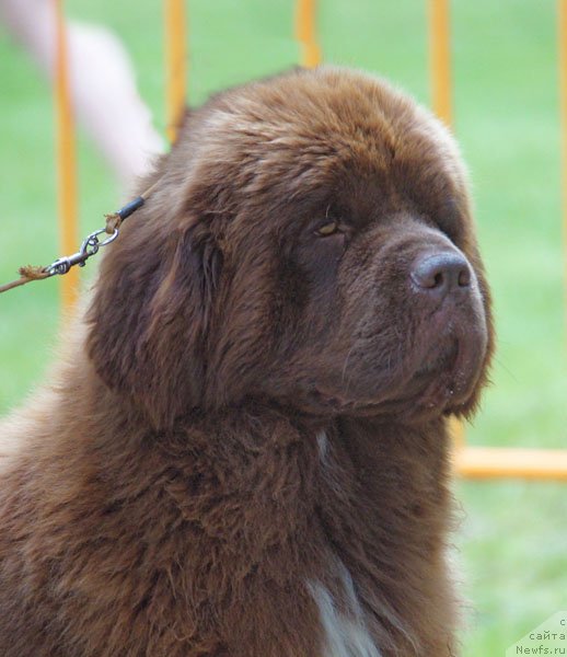 Фото: ньюфаундленд Госпожа Удача с Берега Дона (Gospozha Udacha s Berega Dona)