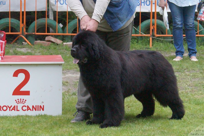 Фото: ньюфаундленд Вперед Зовущая с Берега Дона (Vpered Zovuschaya s Berega Dona)