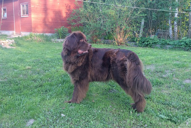 Фото: ньюфаундленд Браунблад МСК Хриса Хаккет Оллен (Brownblood MSK Hrica Hacket Ollen)