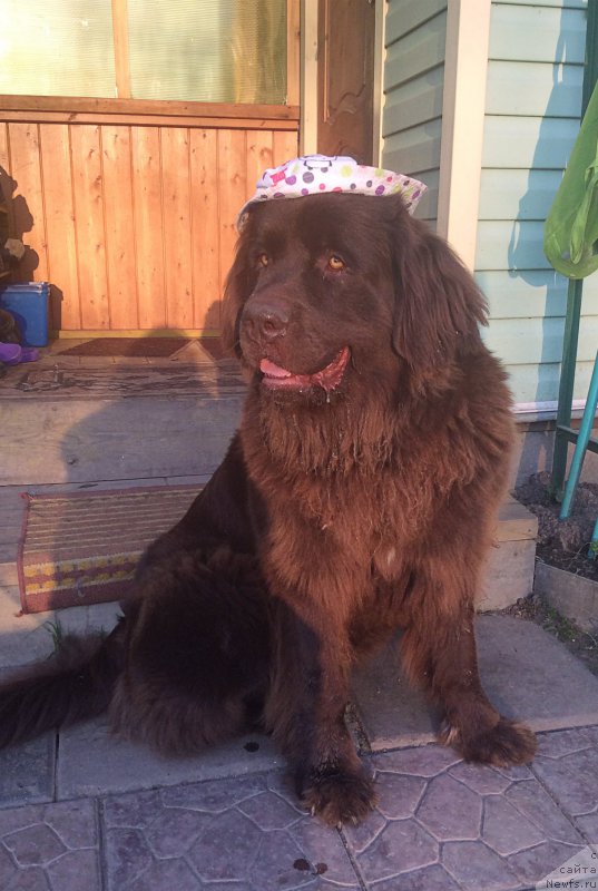 Фото: ньюфаундленд Браунблад МСК Хриса Хаккет Оллен (Brownblood MSK Hrica Hacket Ollen)