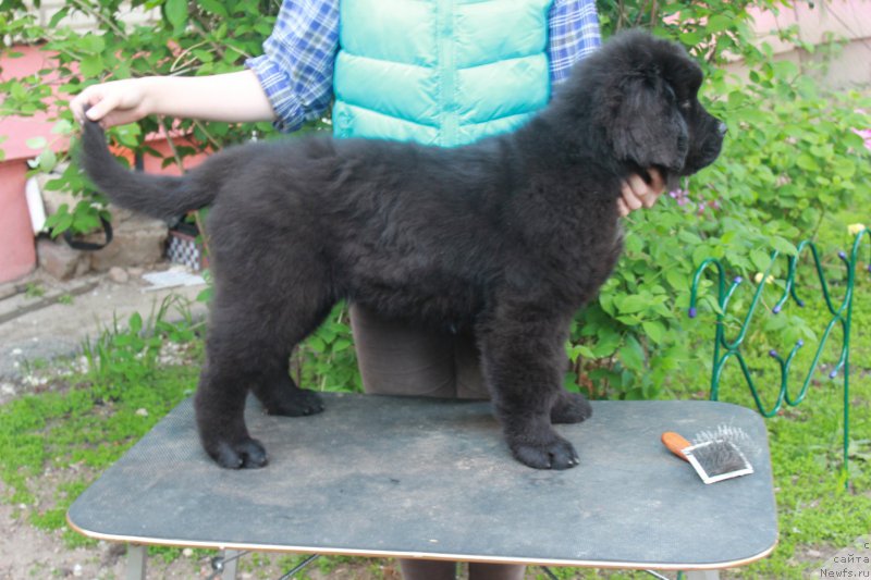 Фотография № 207270