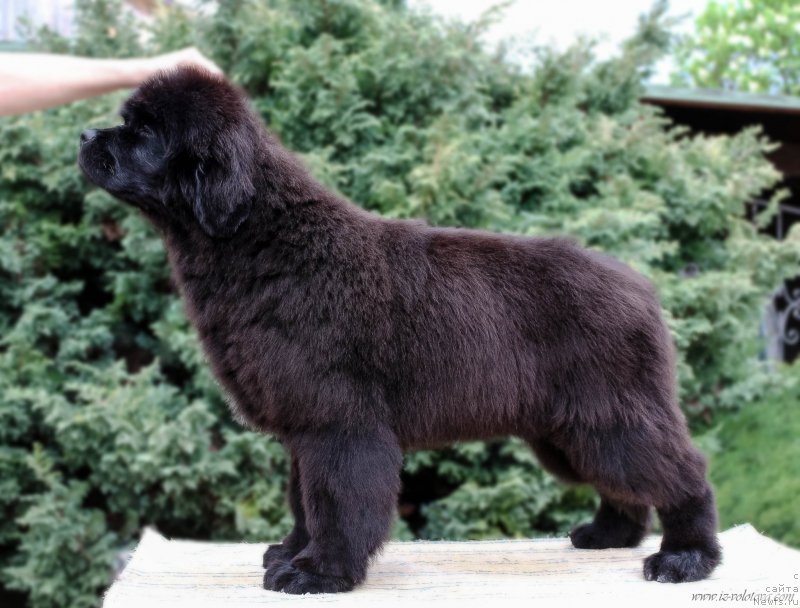 Фотография № 207272