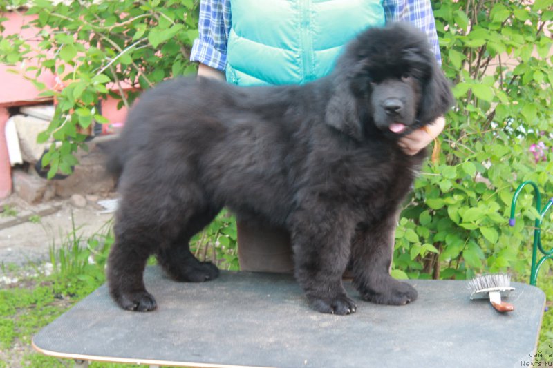 Фото: ньюфаундленд Помона из Антаграда (Pomona is Antagrada)