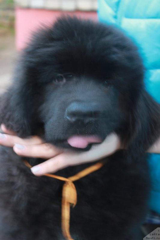 Фото: ньюфаундленд Помона из Антаграда (Pomona is Antagrada)