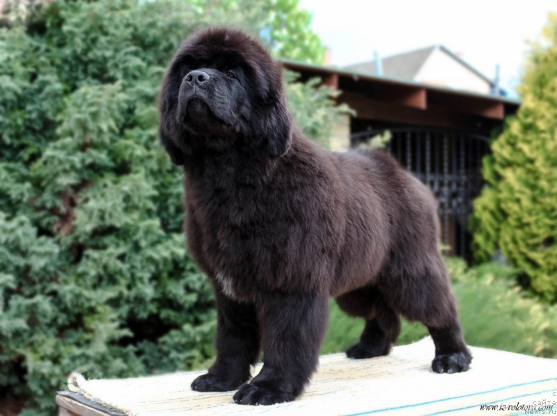 Фотография № 207277