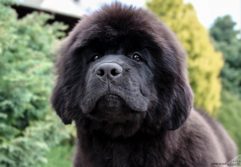 Фотография № 207280