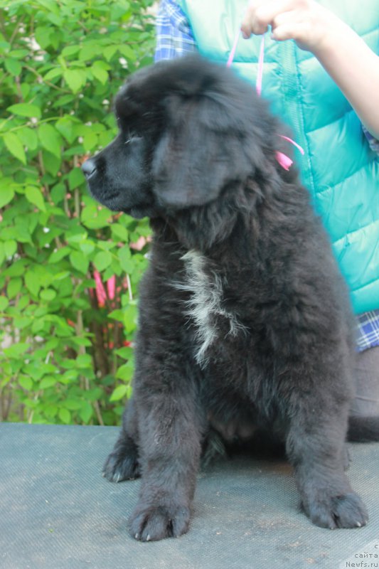 Фото: ньюфаундленд Персея из Антаграда (Perseja is Antagrada)