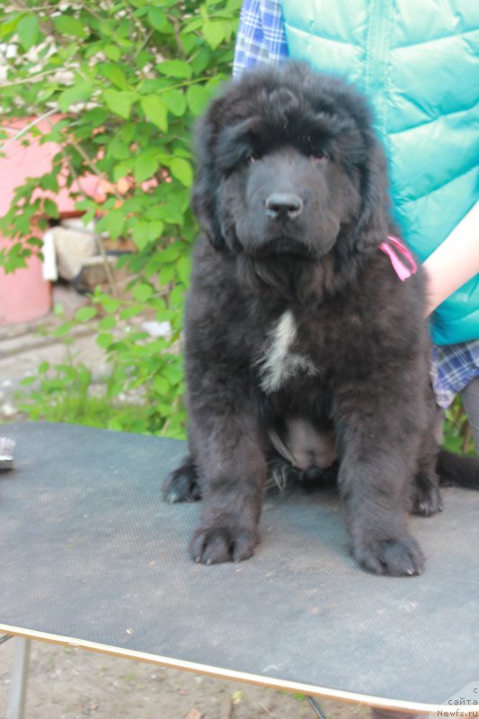 Фото: ньюфаундленд Персея из Антаграда (Perseja is Antagrada)