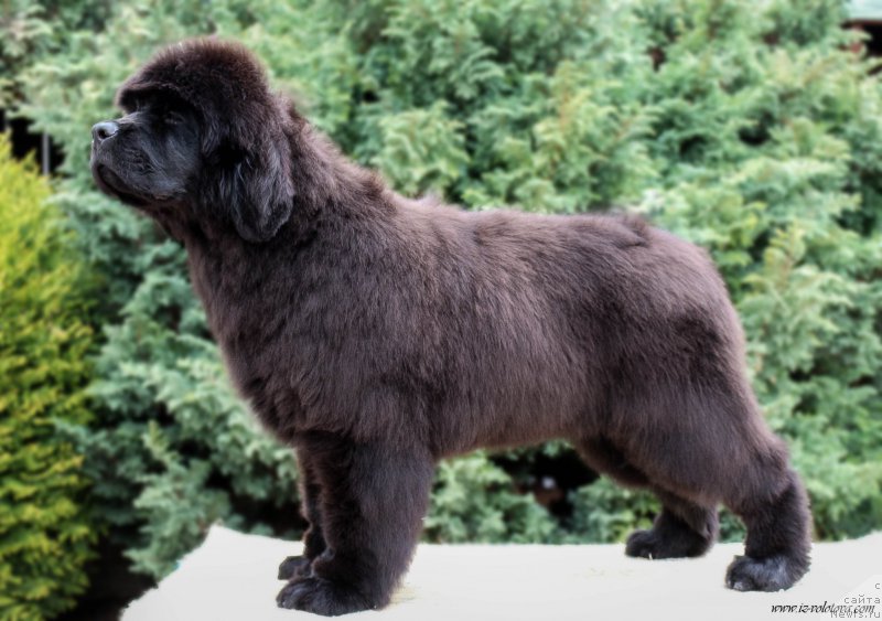 Фотография № 207285