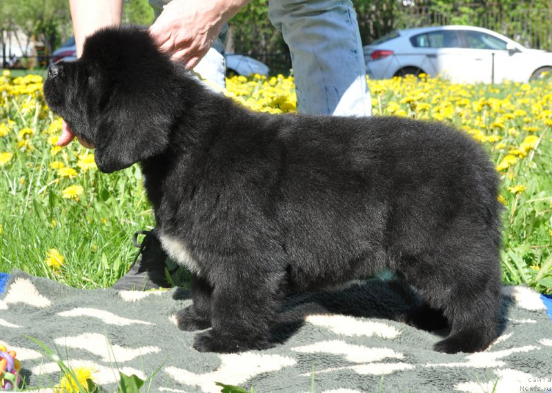 Фотография № 207290