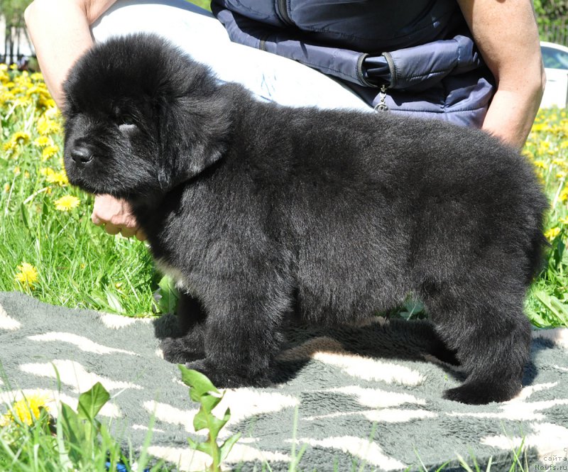 Фото: Бегущая по волнам Голден Руле