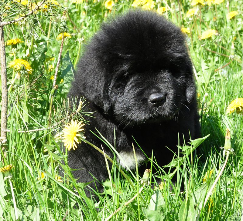 Фото: Бегущая по волнам Голден Руле