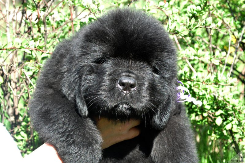 Фото: Бегущая по волнам ГЕЙМ ОФ ТРОНЕС