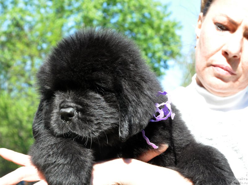 Фотография № 207297