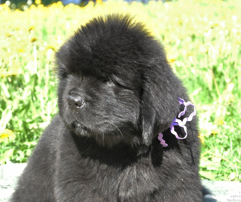 Фотография № 207298