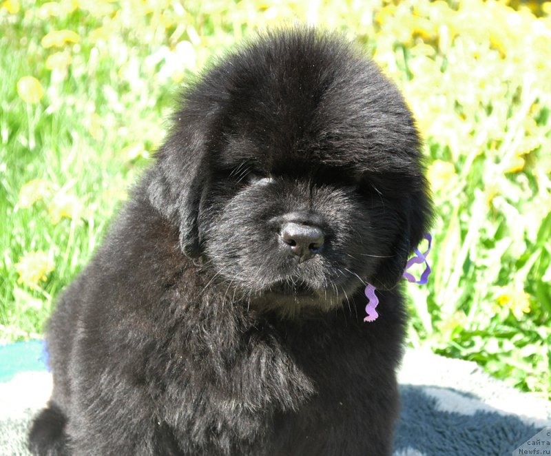 Фотография № 207299