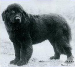 Фото: ньюфаундленд Ominmacks Stormalong