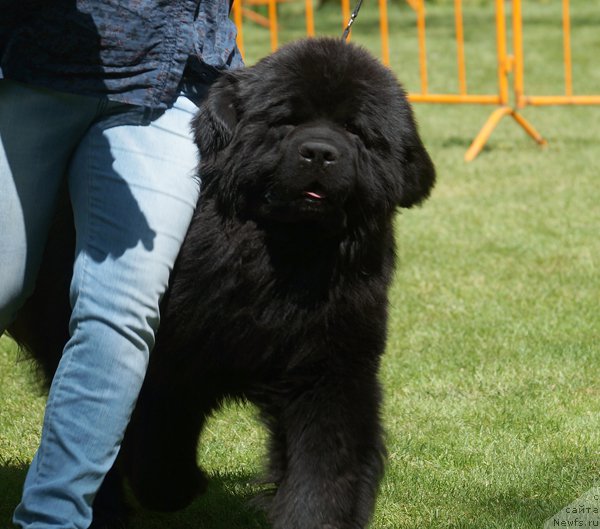Фото: ньюфаундленд Гренадер с Берега Дона (Grenader s Berega Dona)