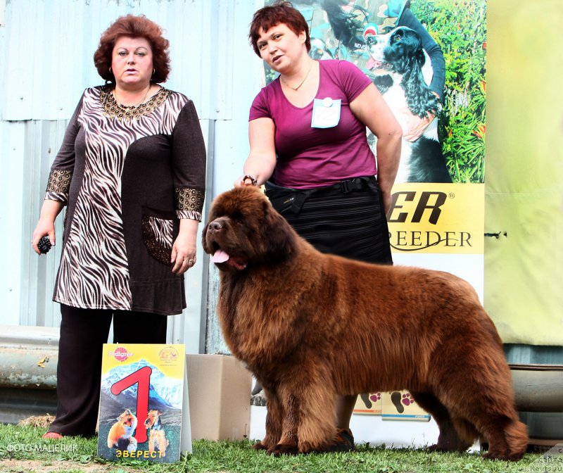 Фото: ньюфаундленд Есаул с Берега Дона (Esaul s Berega Dona)