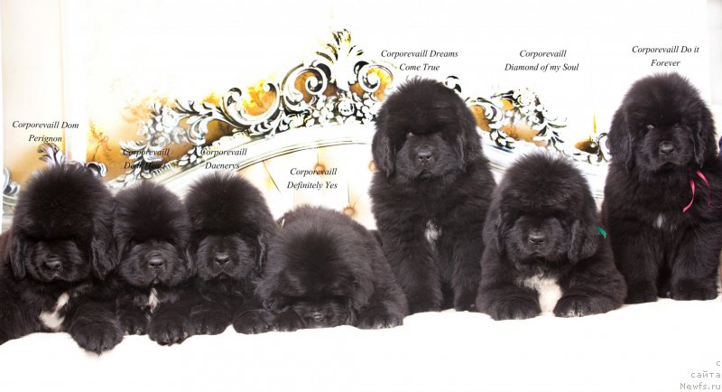 Фото: ньюфаундленд Corporevaill Dom Perignon, ньюфаундленд Corporevaill Dear Heart, ньюфаундленд Corporevaill Daenerys, ньюфаундленд Corporevaill Definitely Yes, ньюфаундленд Corporevaill Dreams Come True, ньюфаундленд Corporevaill Diamond of my Soul, ньюфаундленд Corporevaill Do it Forever