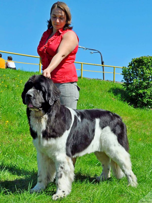 Фото: ньюфаундленд Питерньюф Банзай (Piternyuf Banzay)