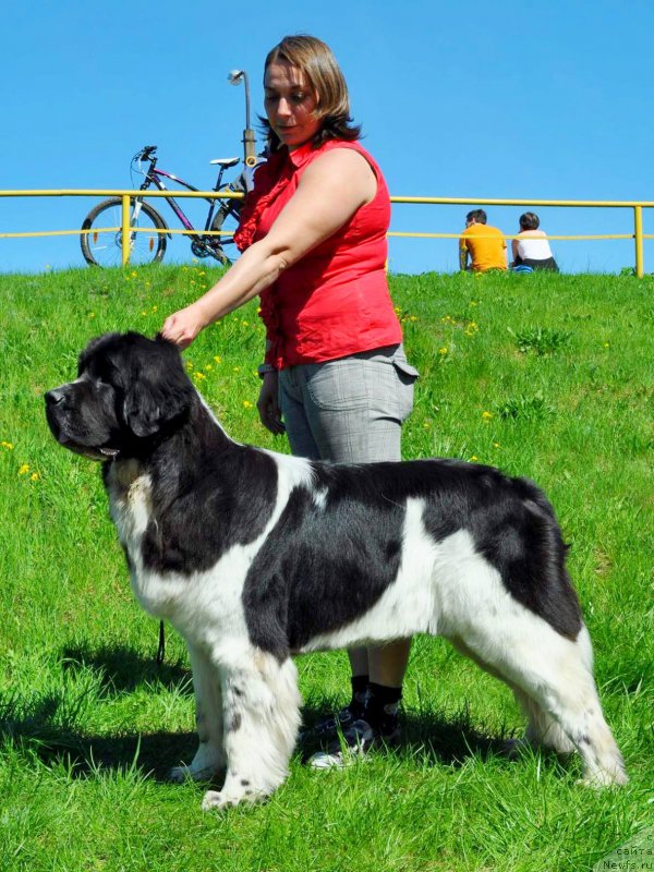 Фото: ньюфаундленд Питерньюф Банзай (Piternyuf Banzay)