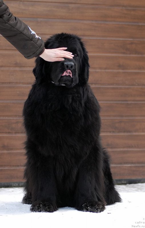 Фото: ньюфаундленд Ohoi's Jet Set