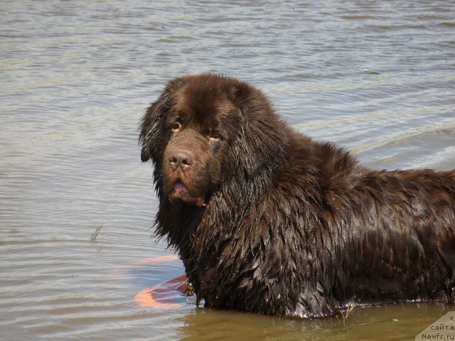 Фото: ньюфаундленд Черный Шарм Амбер Бест Дог ФО Марлеон
