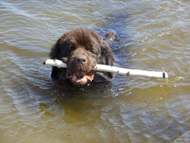 Фото: ньюфаундленд Черный Шарм Амбер Бест Дог ФО Марлеон
