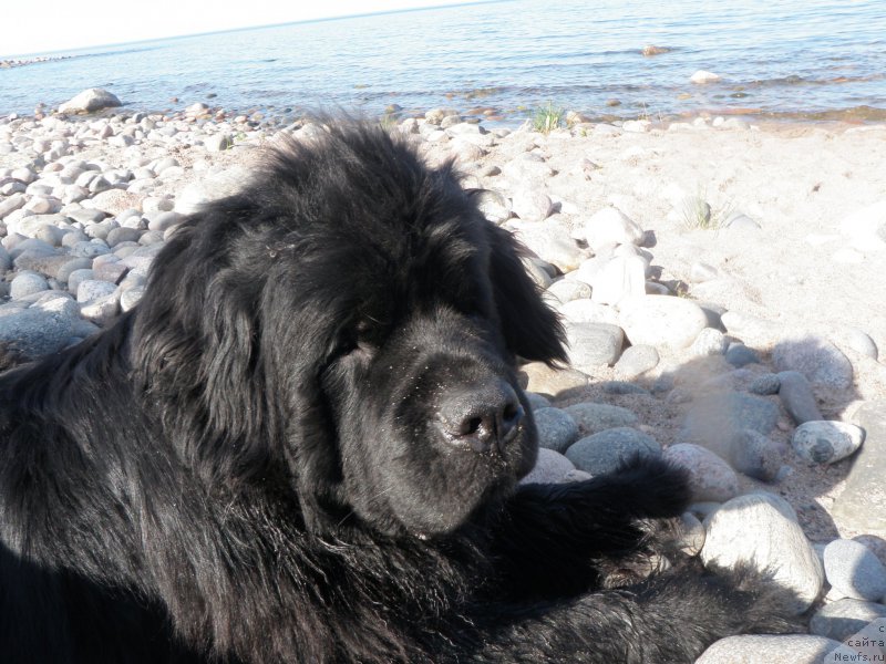 Фото: ньюфаундленд Целого Мира Мало из Аркаима (Tselogo Mira Malo iz Arkaima)