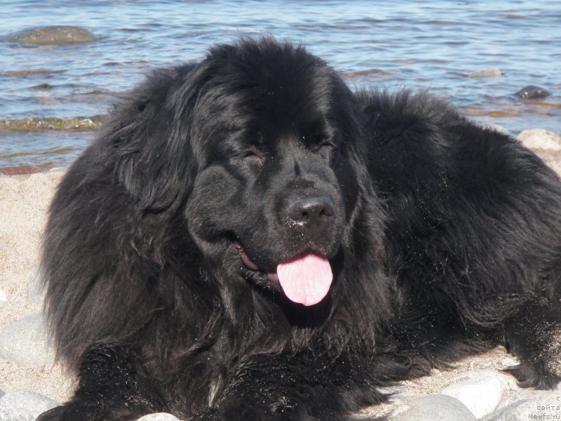 Фото: ньюфаундленд Treasure for Belkonder-Club Midnight Bear