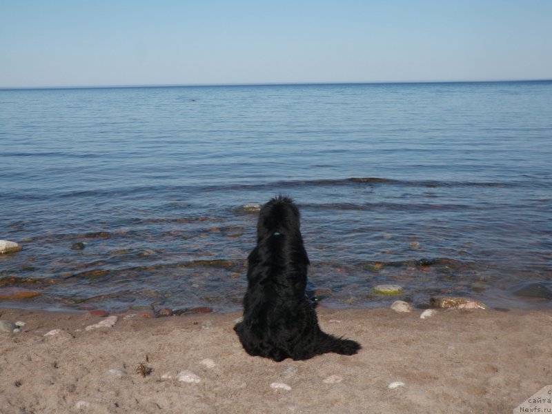 Фото: ньюфаундленд Белкондер-Клаб Достучаться До Небес (Belkonder-Club Dostuchat'sya Do Nebes)