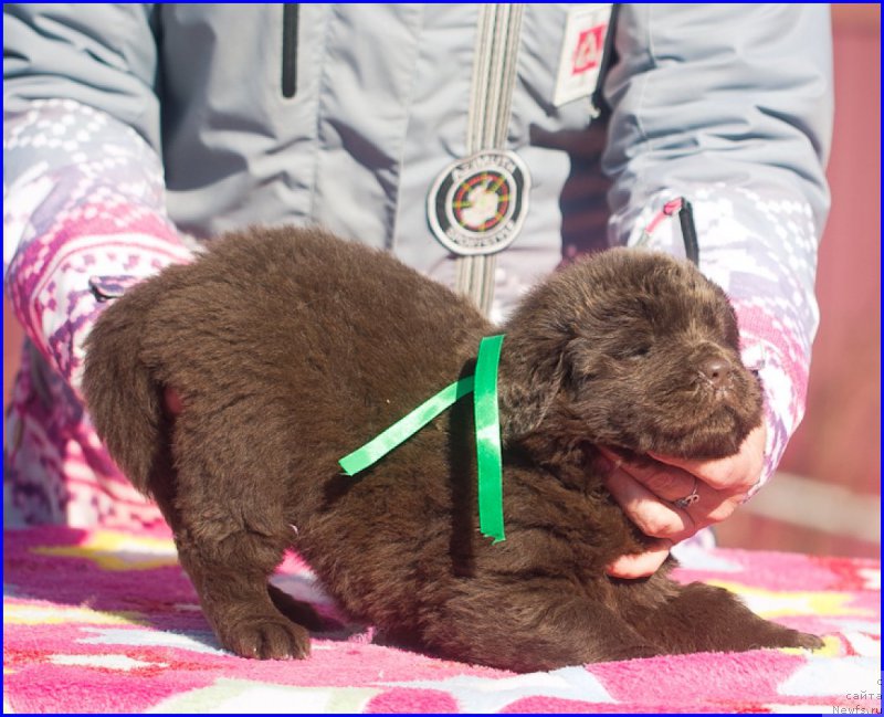 Фото: ньюфаундленд Браунблад МСК Хаким Голд Хайдар (Brownblood MSK Hakim Gold Haydar), ньюфаундленд Ньюфорт Лапочка Дочка, дети