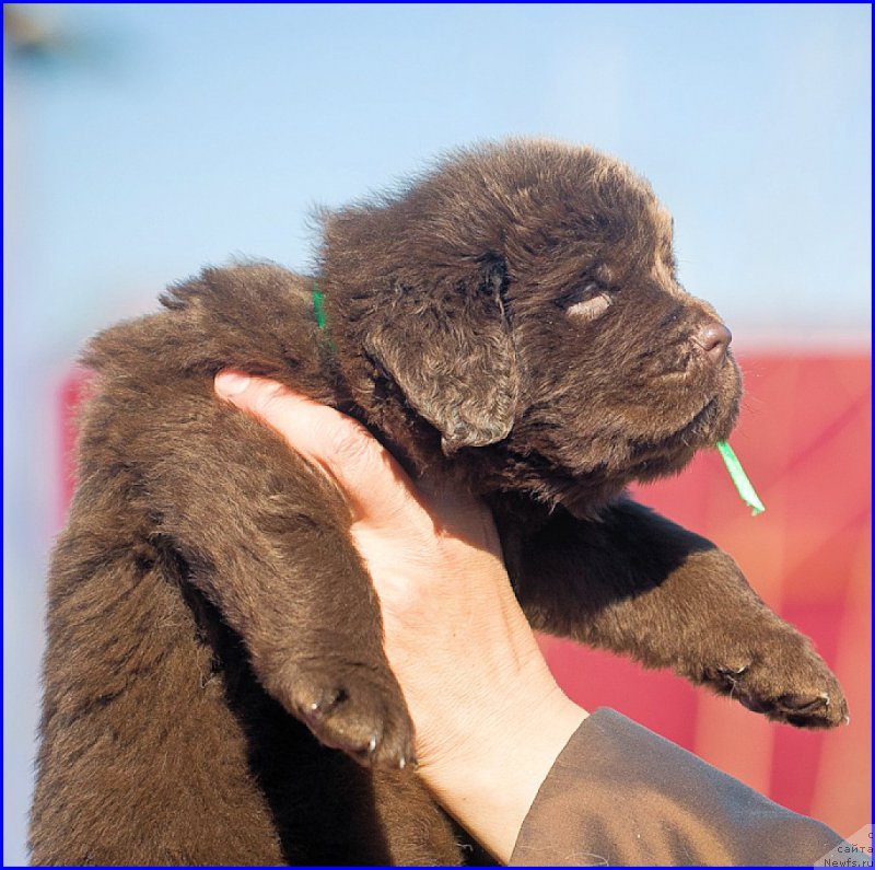 Фото: ньюфаундленд Браунблад МСК Хаким Голд Хайдар (Brownblood MSK Hakim Gold Haydar), ньюфаундленд Ньюфорт Лапочка Дочка, дети