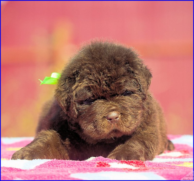 Фотография № 207373