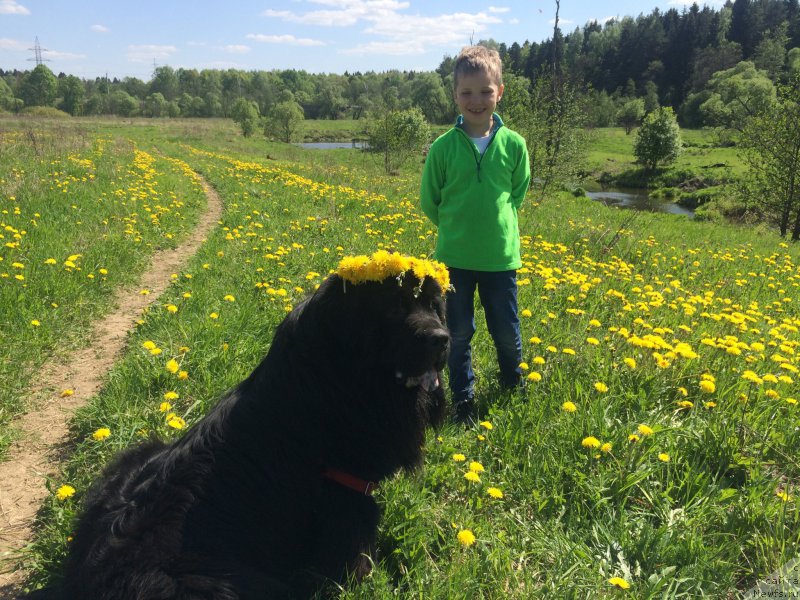 Фото: ньюфаундленд Черный Балу Ерофей