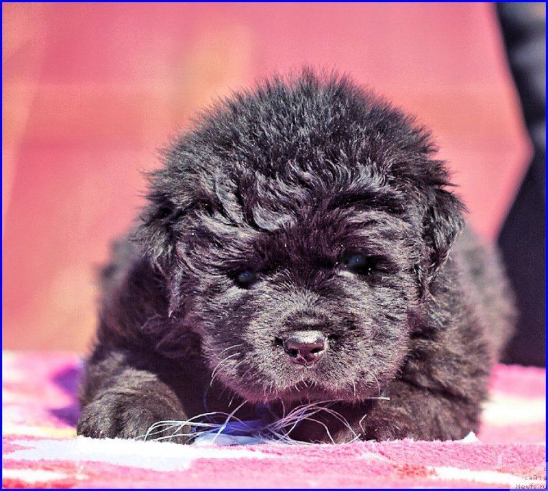 Фотография № 207382