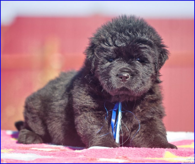 Фотография № 207384