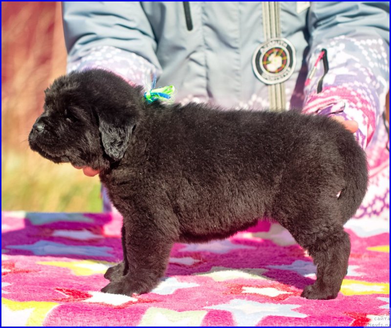 Фото: ньюфаундленд Браунблад МСК Хаким Голд Хайдар (Brownblood MSK Hakim Gold Haydar), ньюфаундленд Ньюфорт Лапочка Дочка, дети