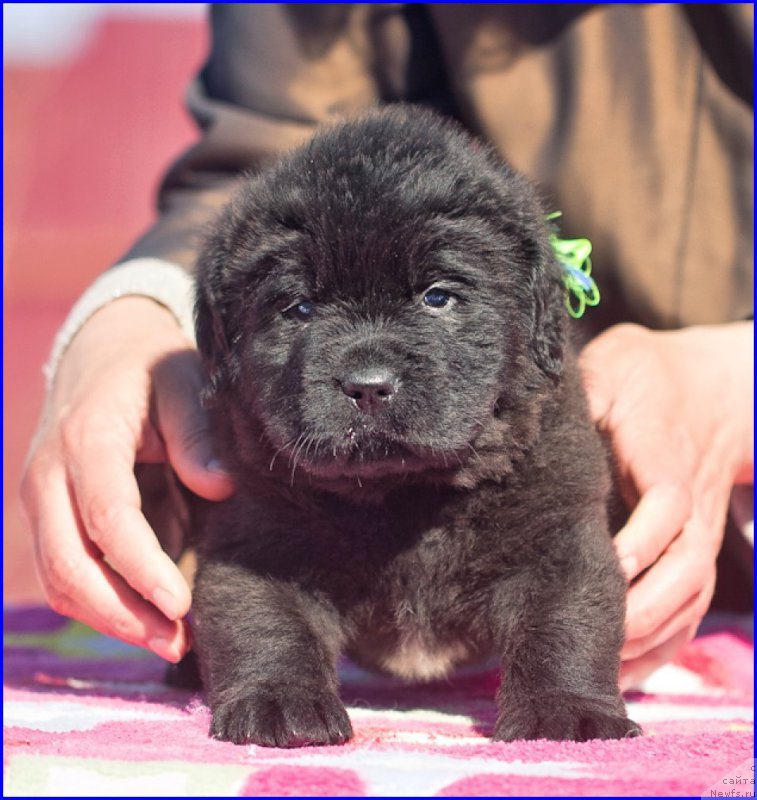 Фотография № 207388