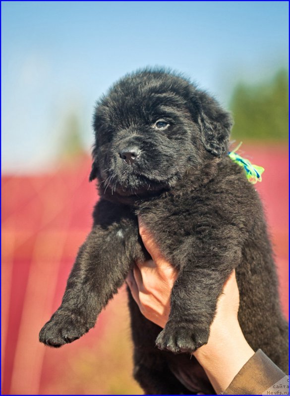 Фото: ньюфаундленд Браунблад МСК Хаким Голд Хайдар (Brownblood MSK Hakim Gold Haydar), ньюфаундленд Ньюфорт Лапочка Дочка, дети