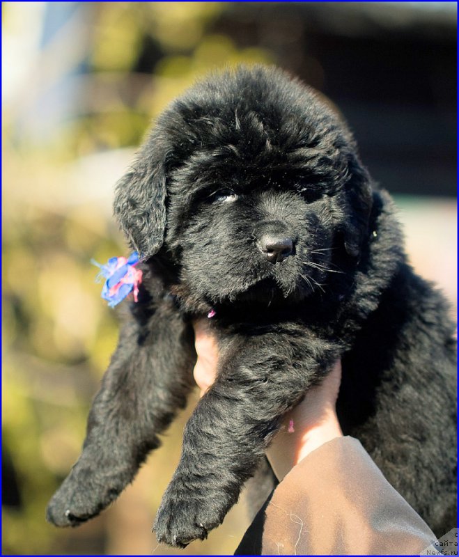 Фотография № 207394