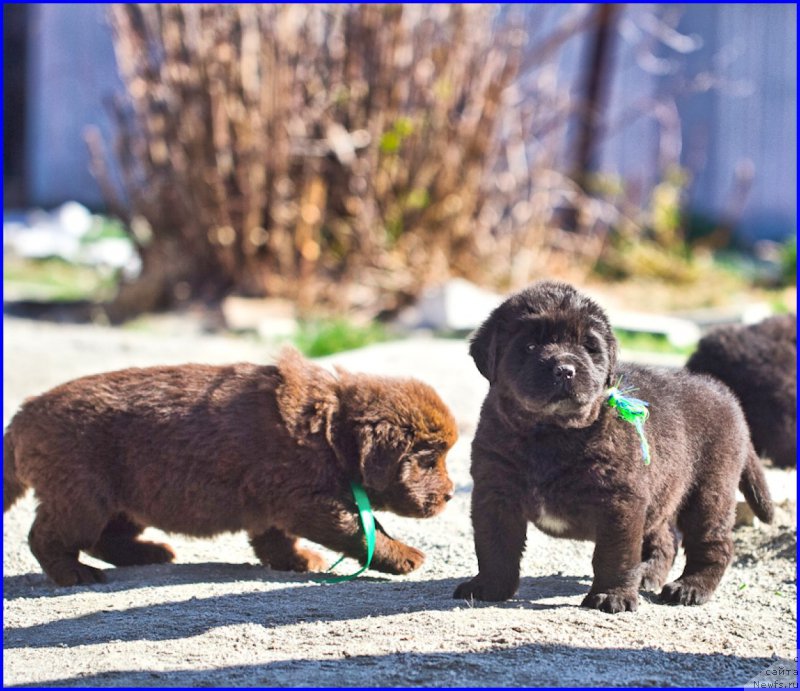 Фото: ньюфаундленд Браунблад МСК Хаким Голд Хайдар (Brownblood MSK Hakim Gold Haydar), ньюфаундленд Ньюфорт Лапочка Дочка, дети