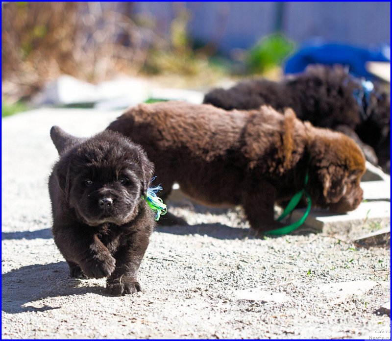 Фото: ньюфаундленд Браунблад МСК Хаким Голд Хайдар (Brownblood MSK Hakim Gold Haydar), ньюфаундленд Ньюфорт Лапочка Дочка, дети